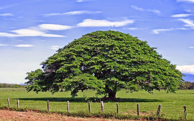 Lee más sobre el artículo ¿ Y si imitamos al árbol?