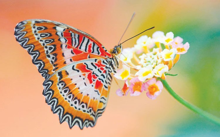 Lee más sobre el artículo Donde vuelan las mariposas , Andrea Adrich